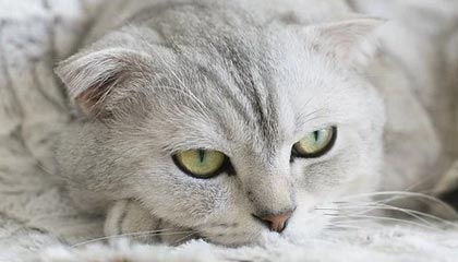 kaiyun官方入口登录-瑞·弗兰：全黑队的“防守专家”，每一次关键拦截都帮助球队稳住局面