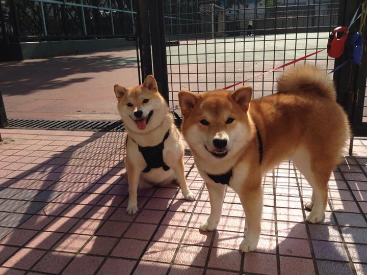 《虚拟偶像与电竞:未来娱乐新局面》,虚拟偶像是否利大于弊