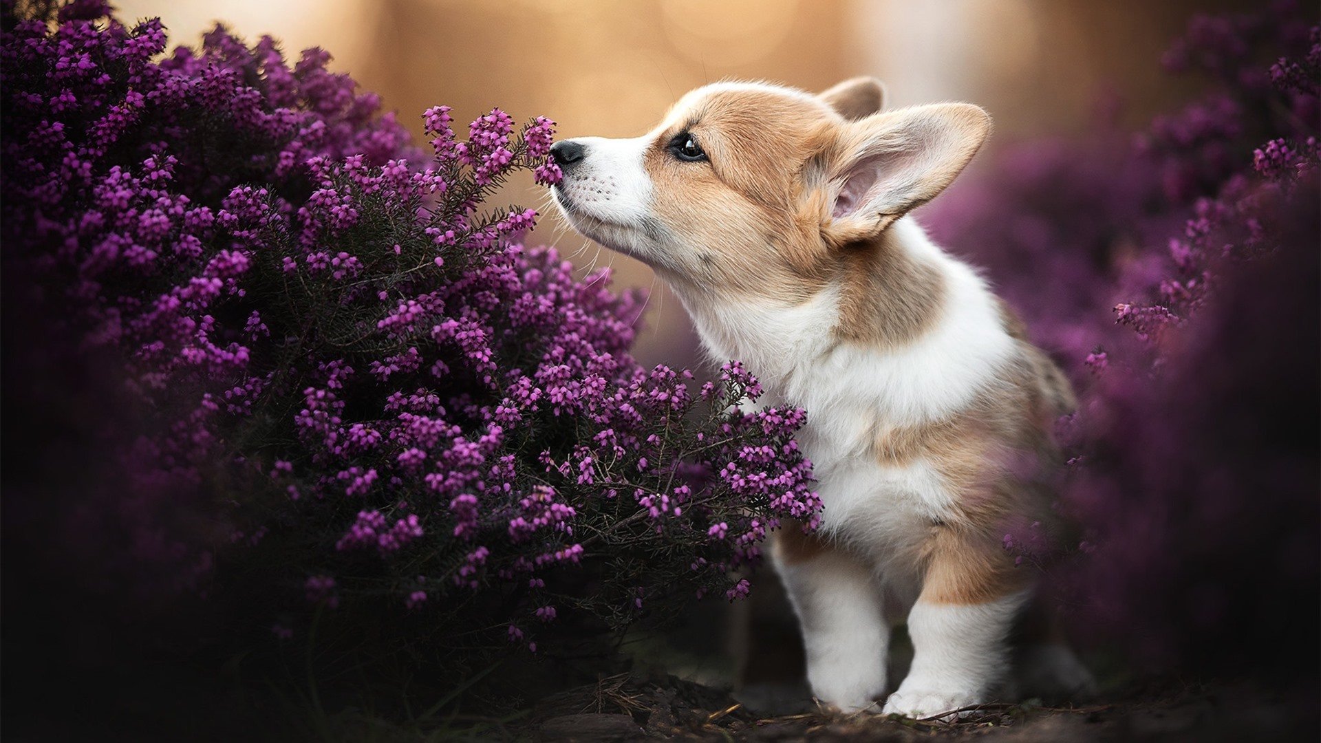 伊朗队震撼冬奥足球赛场，首战完胜瑞典，伊朗队足球队