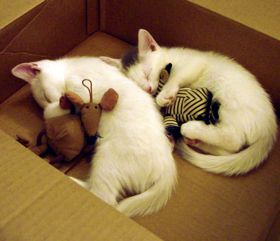 意大利马术协会建立马匹基因数据库,促进马匹选育与训练。,意大利马具