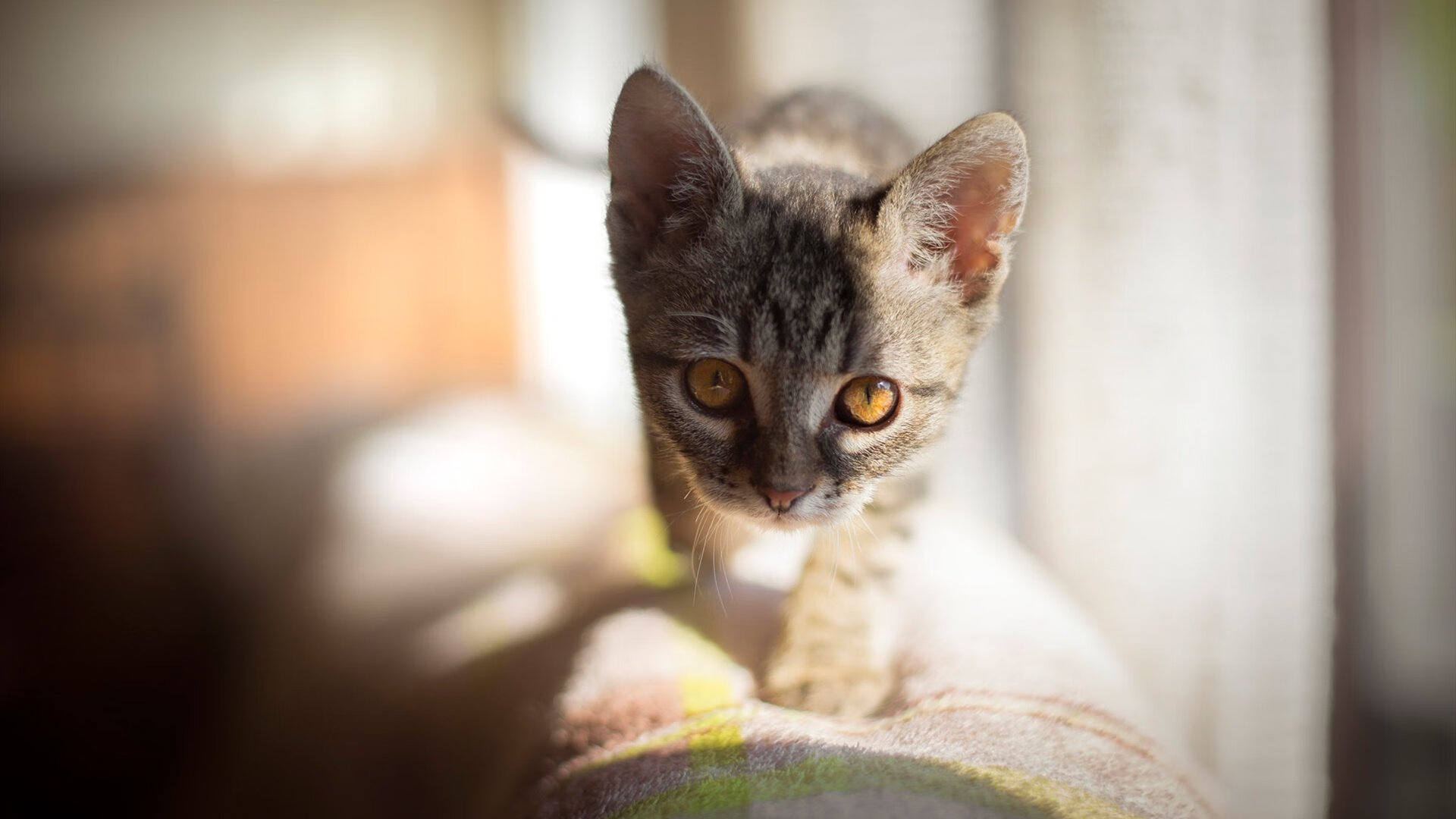 开云官方网站-普拉提与功能性训练结合，推出新型课程，普拉提基本功