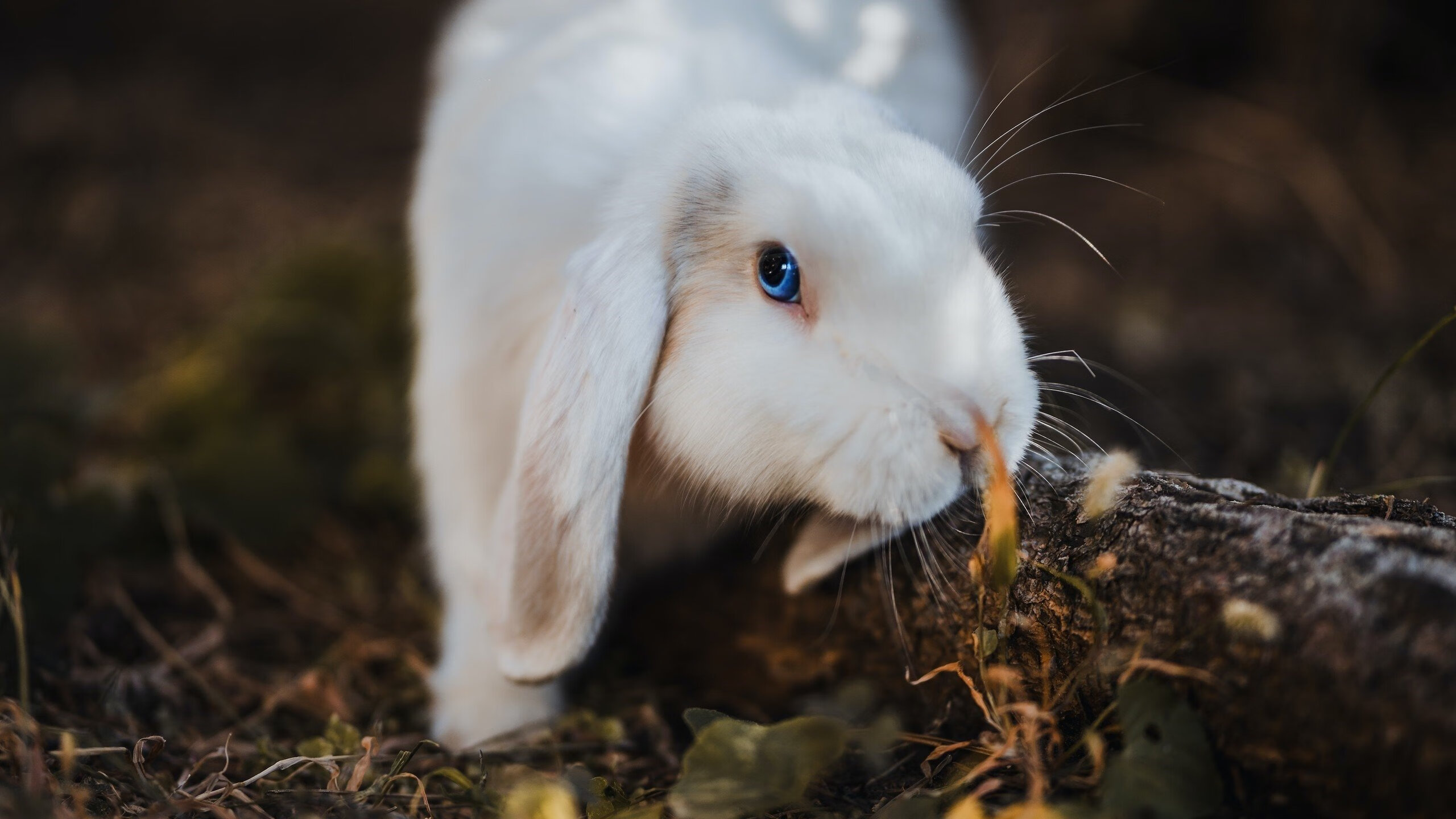 WTA巡回赛郑钦文逆转夺冠，世界排名逼近前五