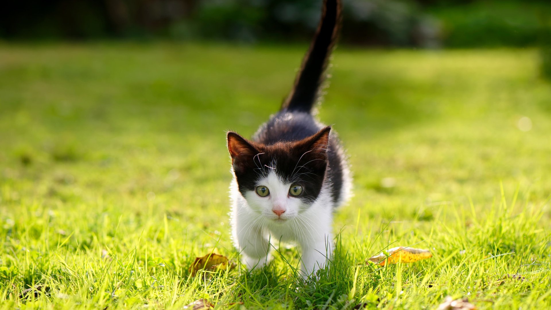 国际米兰成功逆转尤文图斯,实现翻盘,国际米兰尤文图斯0-2锦集