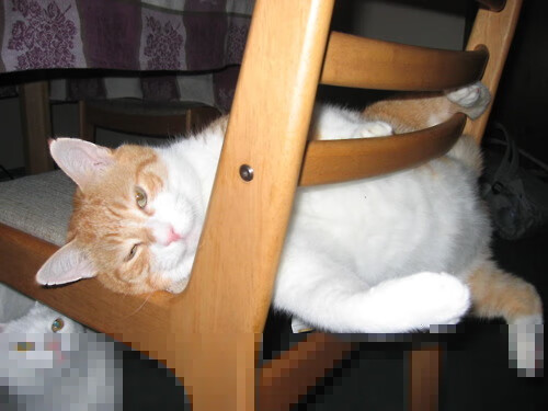 年轻球员是否应接受更多非竞技内容教育，重点考察年轻球员8人名单