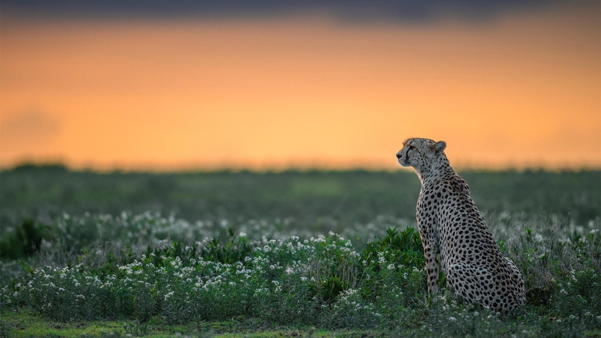 开云官方网页登录-广东宏远本土球员成长迅速，广东宏远2020年球员资料