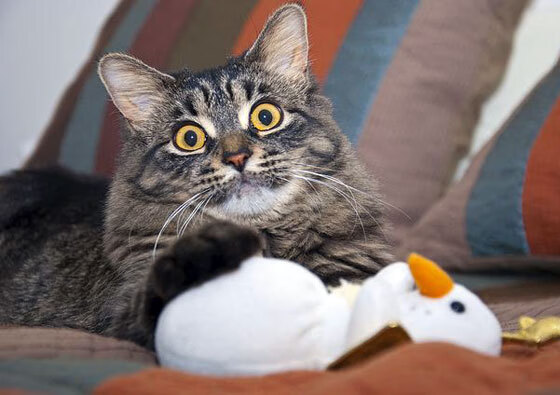 开云kaiyun-日本队球员突破极限，创造奇迹！，日本 球员