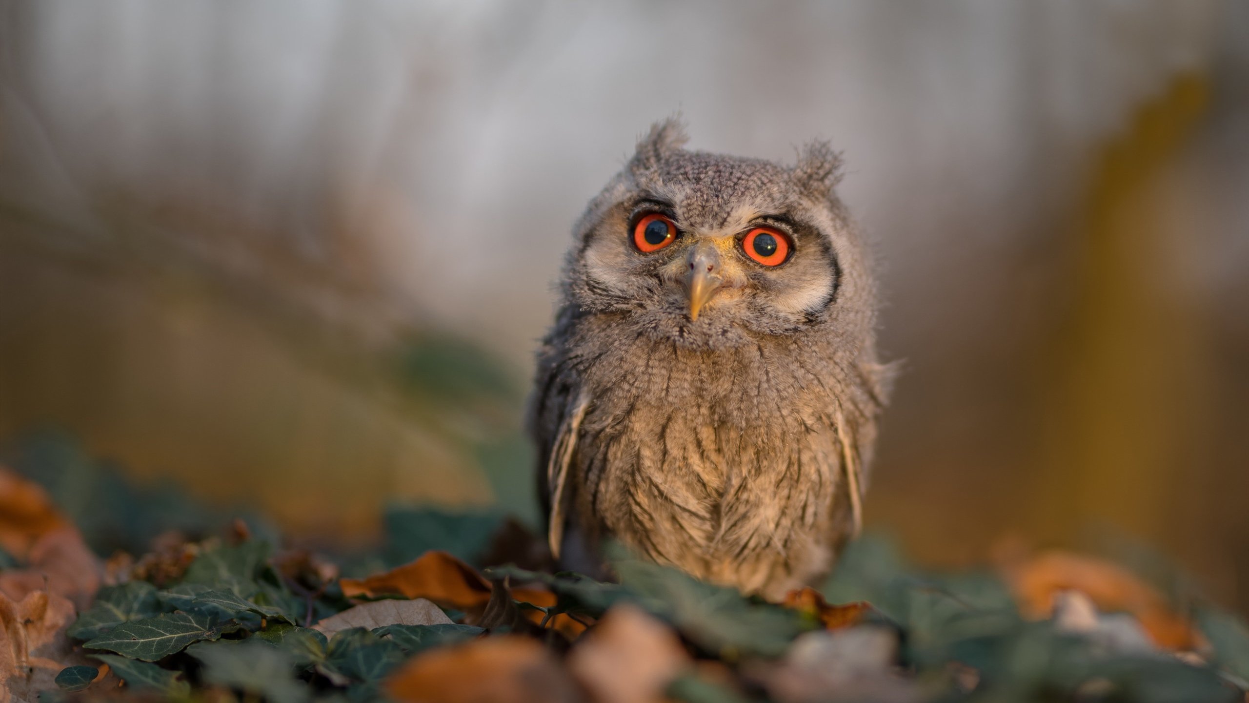 新疆队迎来胜利,强势打破对手的反扑,新疆队的比赛