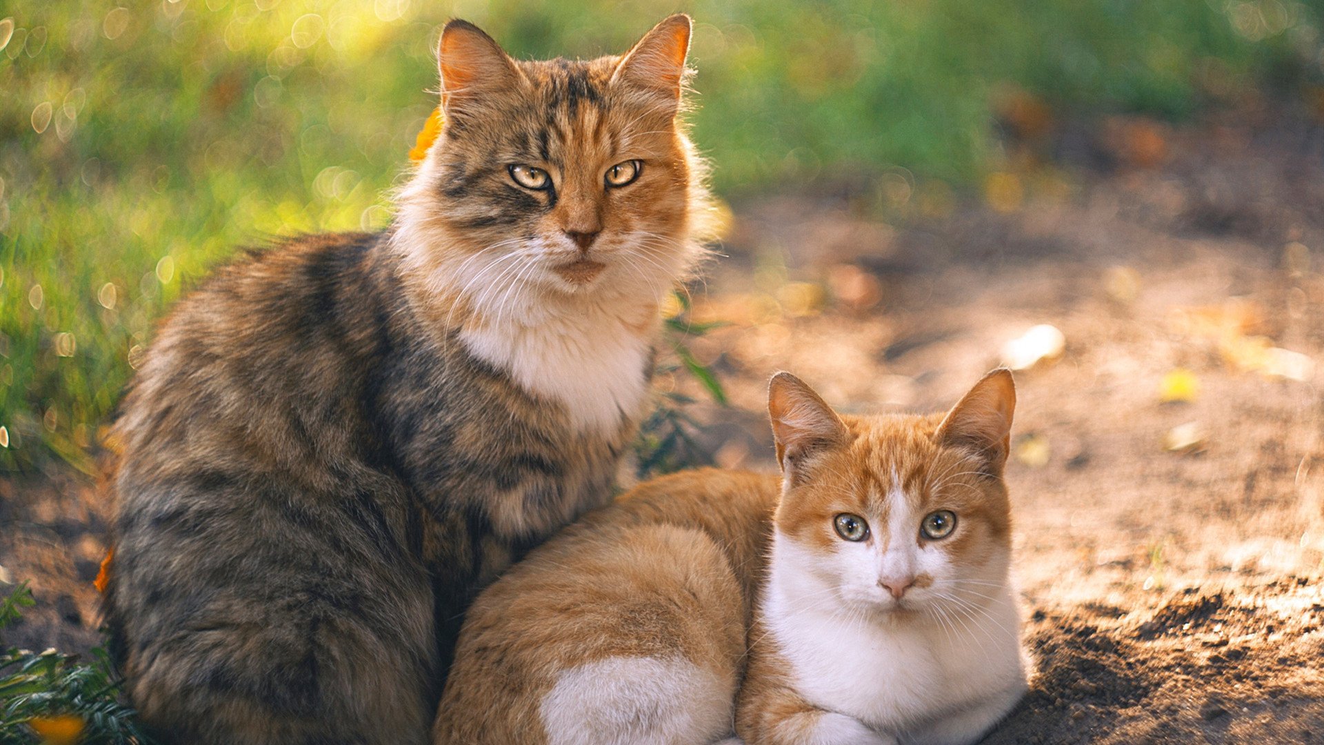 曼城挑战阿贾克斯：各自实力碰撞，曼城签阿克