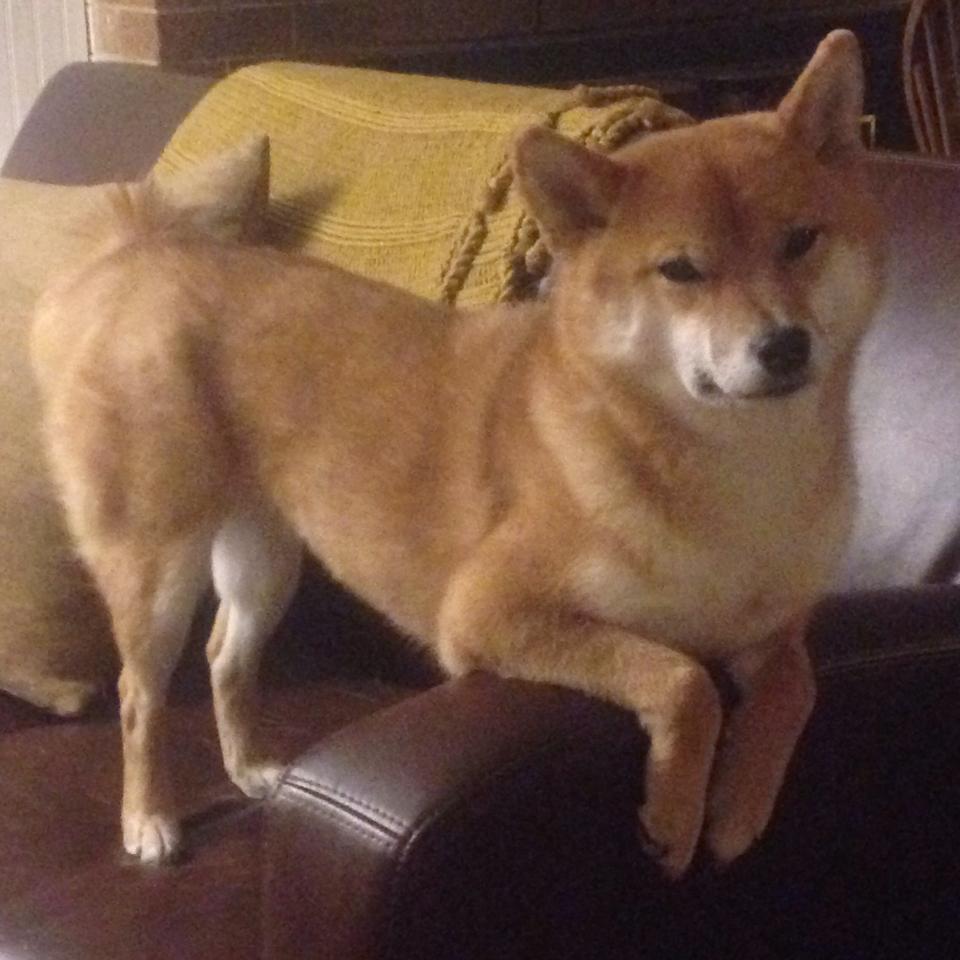 KAIYUNAPP-桑托斯防守端稳固提升，桑托斯近期战绩