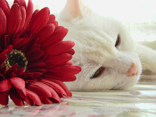 美洲队防线表现稳固,连续保持零封纪录,美洲强队