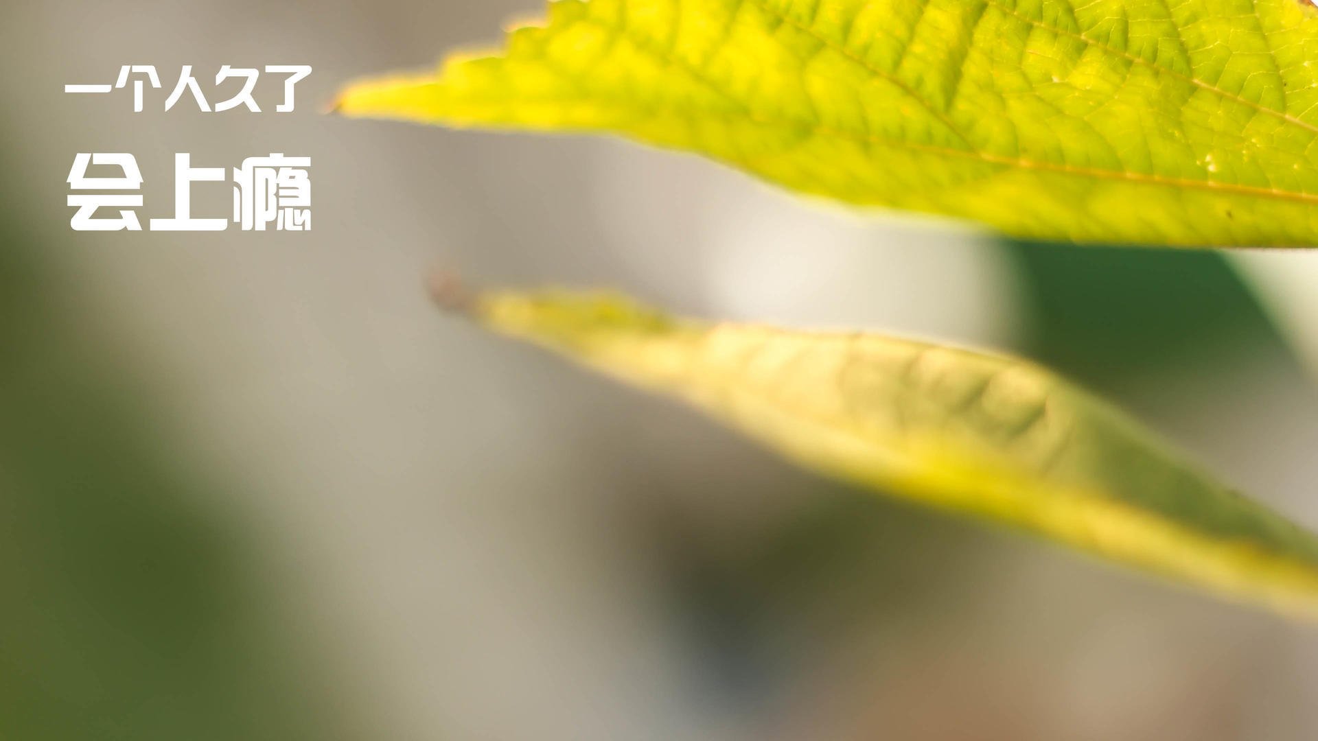 莱比锡主场逆转不来梅,维尔纳建功,莱比锡 中卫