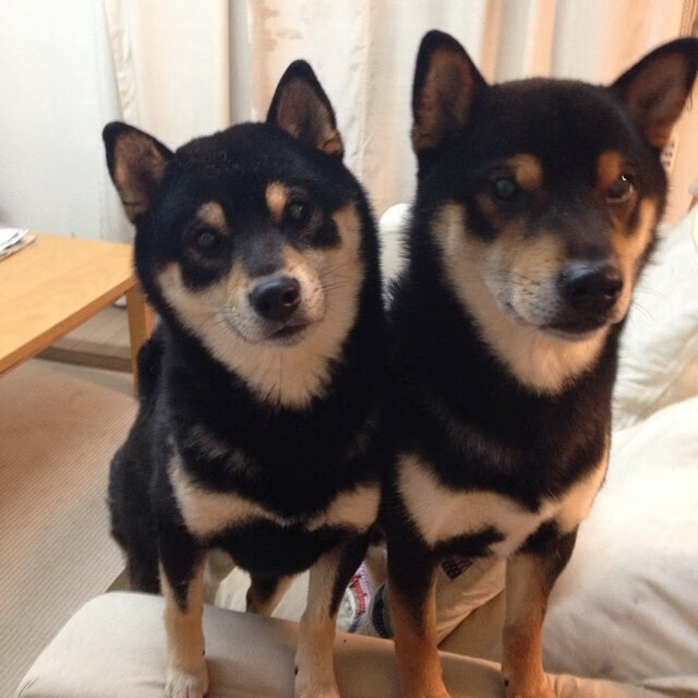 开云网站-谢菲尔德联反击快速，刀锋战士期待稳定发挥，英国谢菲尔德刀具