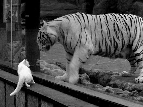 开云官方网页登录-“PSG4–0横扫皇马进决赛，实力碾压欧洲豪强”