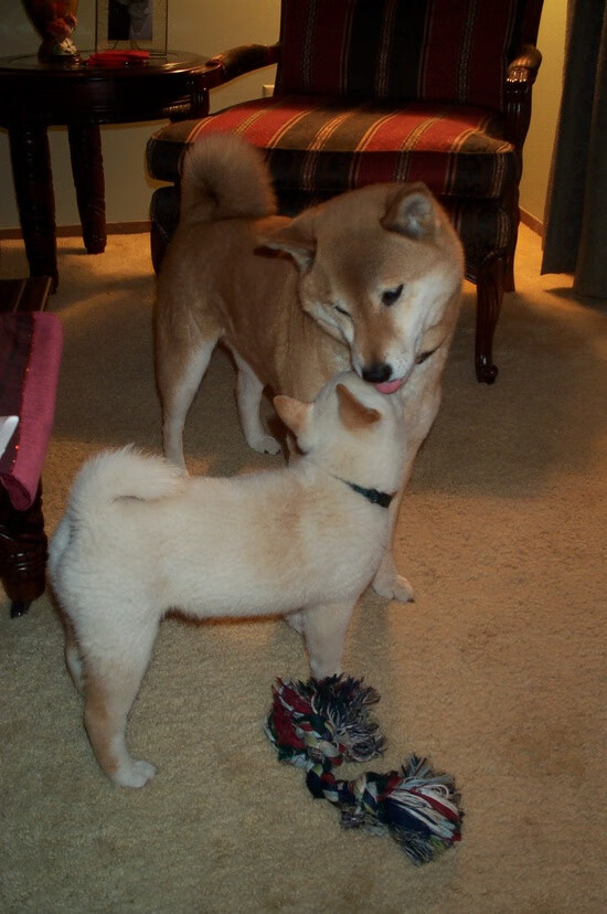 三线紧逼促成快速得分节奏,三线紧线示意图