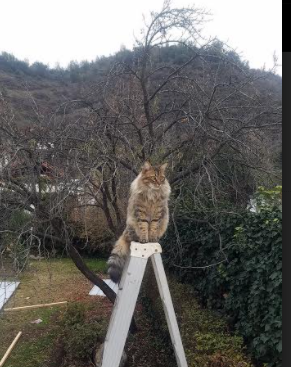 外教管理模式与本土文化冲突明显,外教管理办法