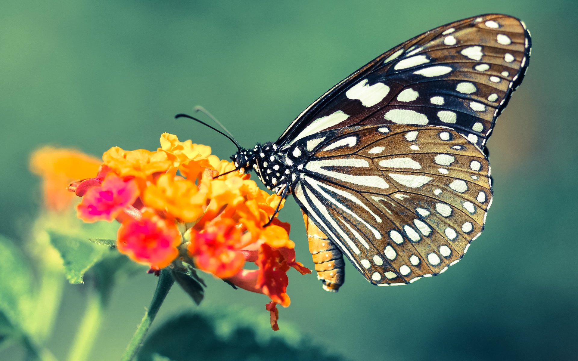海外球员适应五大联赛的心理机制解析，外国球员进入国内职业联赛属于什么流动