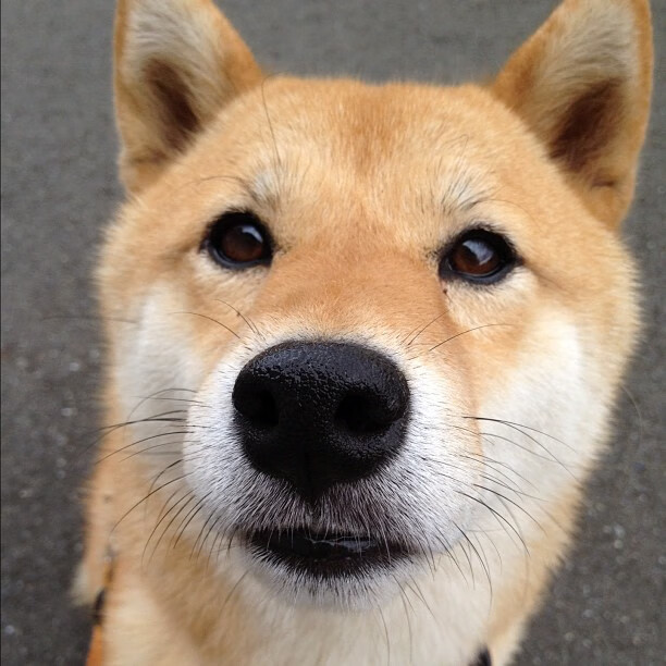 世界杯激情再燃:终场哨前的绝杀瞬间,世界杯绝杀视频