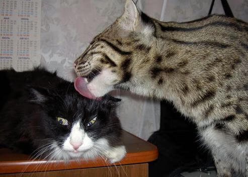 乌拉圭女篮在南美锦标赛中表现出色,迈向奥运舞台,乌拉圭篮球联赛2021