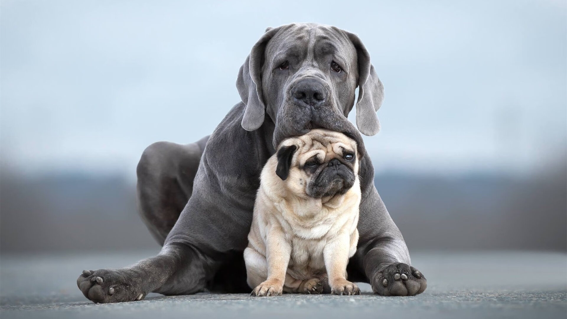 比利时男篮在欧洲预赛中奋勇奋战,冲击奥运资格,比利时男篮阵容