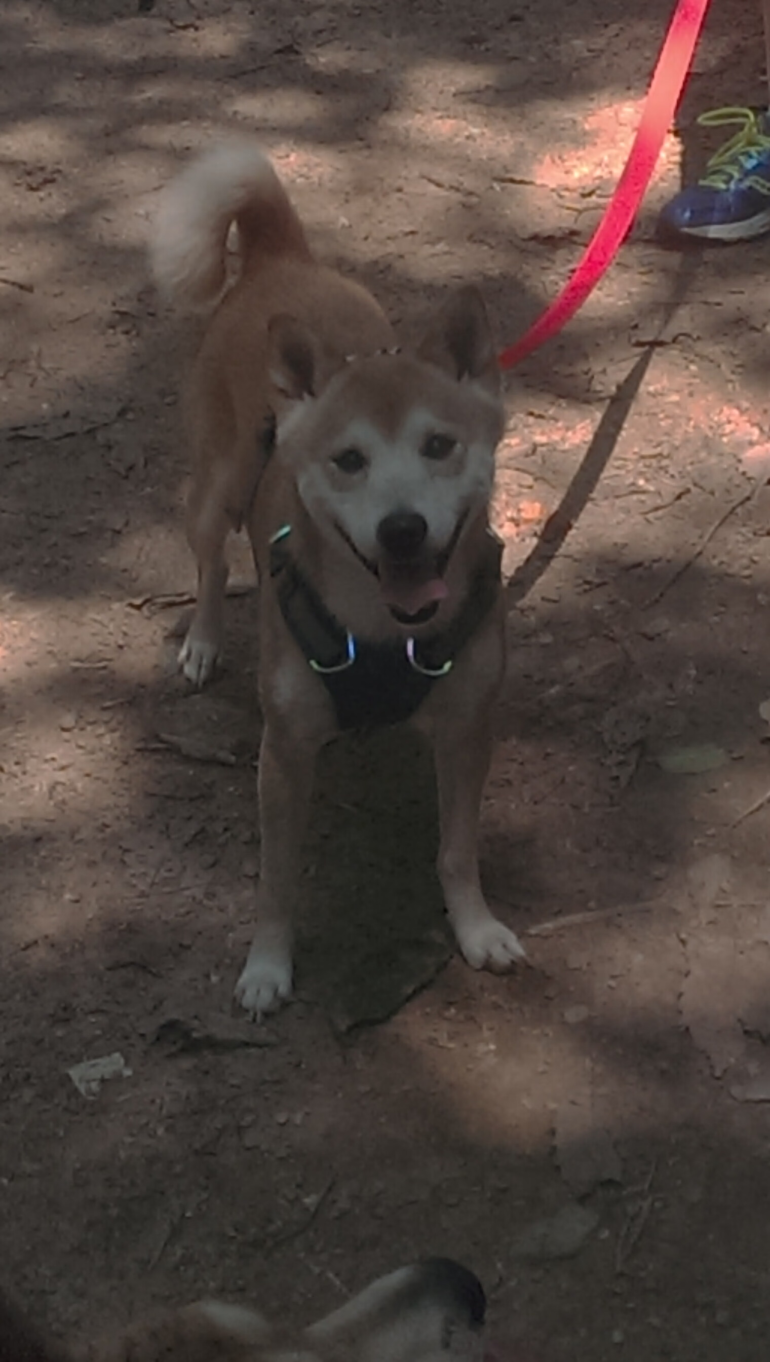 特斯·冯·迪克:快速反击和灵活跑动,让南非队进攻更加富有节奏