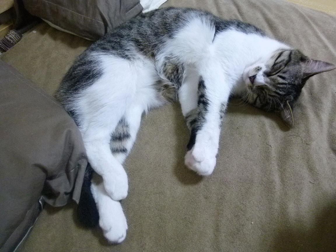 kaiyun官方网站-霍特·巴雷特：凭借冷静的决策和出色的视野，成为全黑队不可或缺的领导者